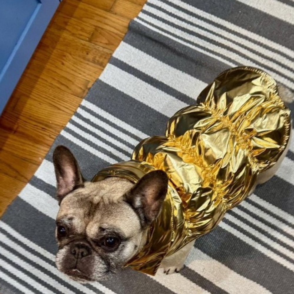 Boots & Barkley Metallic Gold Dog Puffer Vest And Trapper Hat Medium - Picture 10 of 11